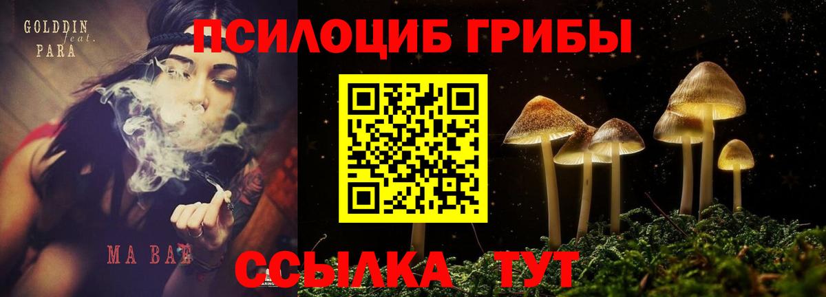 Галлюциногенные грибы Psilocybe Новороссийск